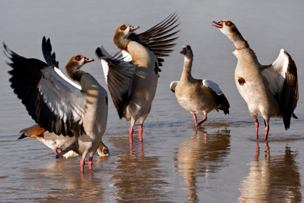 Egyptian geese