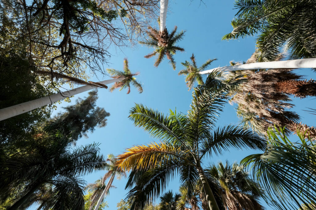 Palm trees in Aswan Botonical Garden