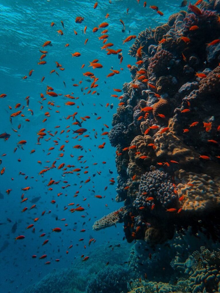 Red Sea reefs & fish