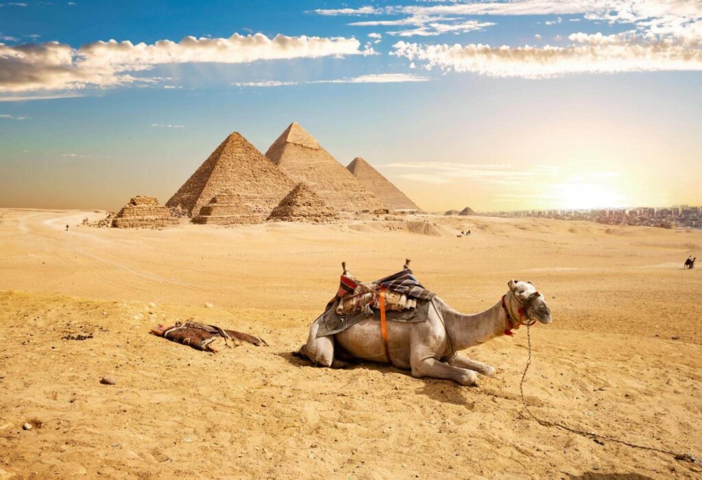 Camel in front of the Pyramids