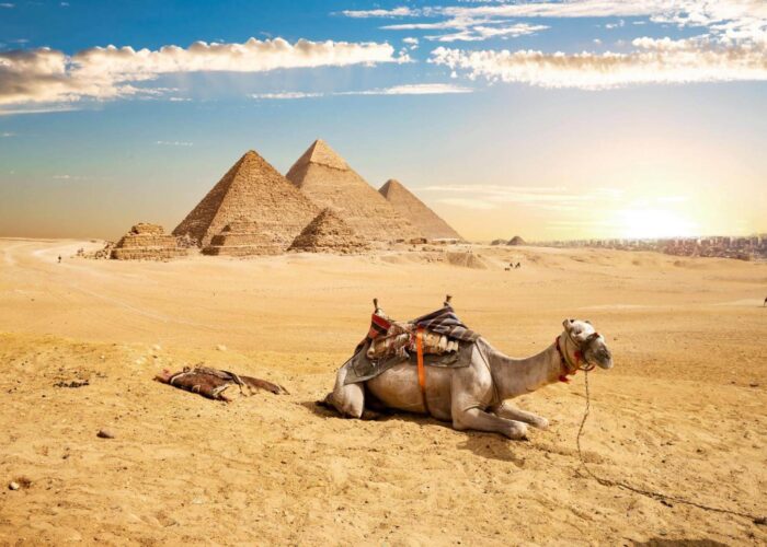Camel in front of the Pyramids